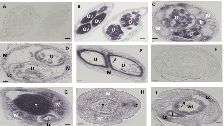 Fig. 5