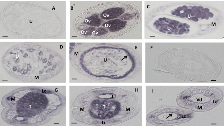 Fig. 4