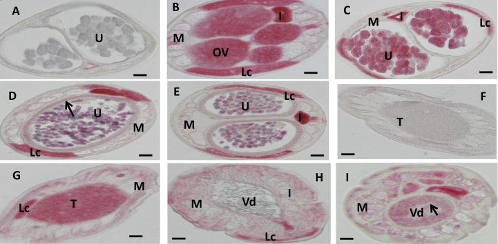 Fig. 6