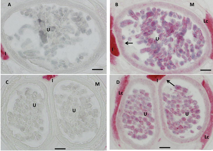 Fig. 7