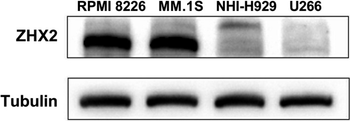 FIGURE 2