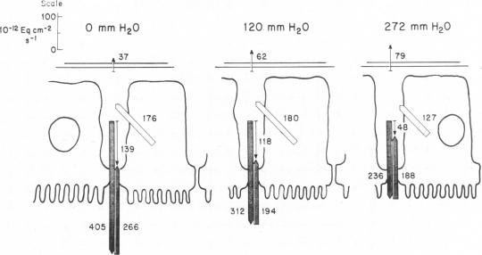 graphic file with name jcinvest00159-0085-a.jpg