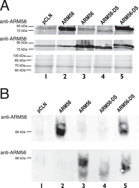 FIG 3