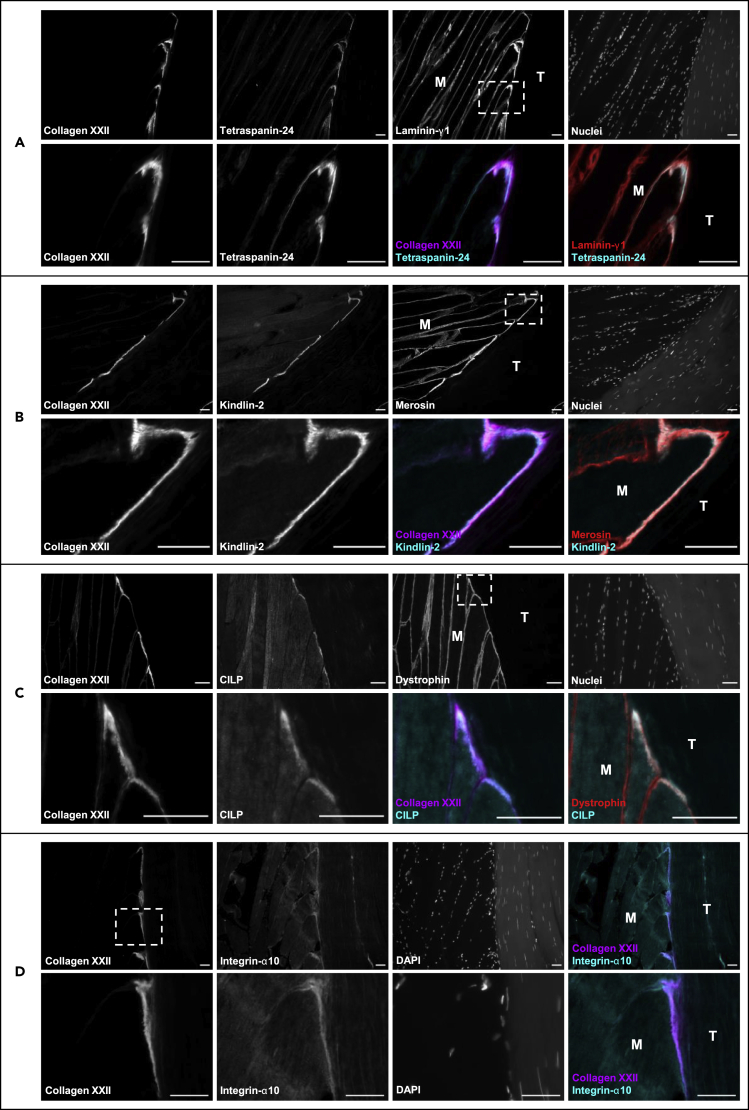 Figure 4