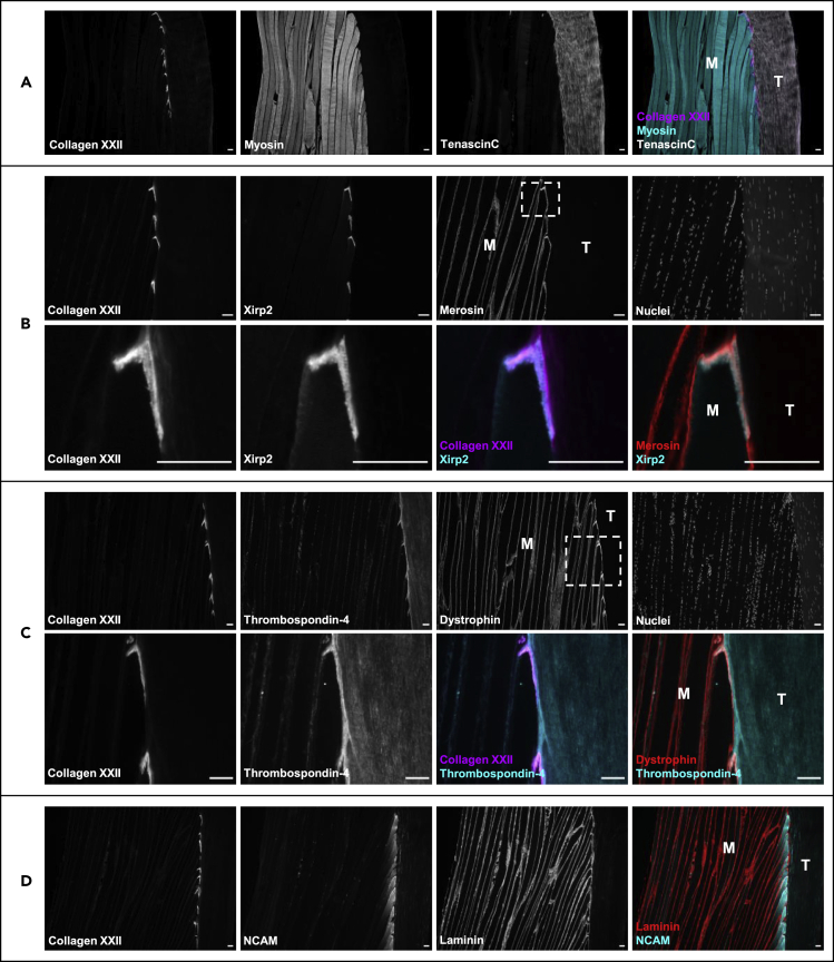 Figure 3