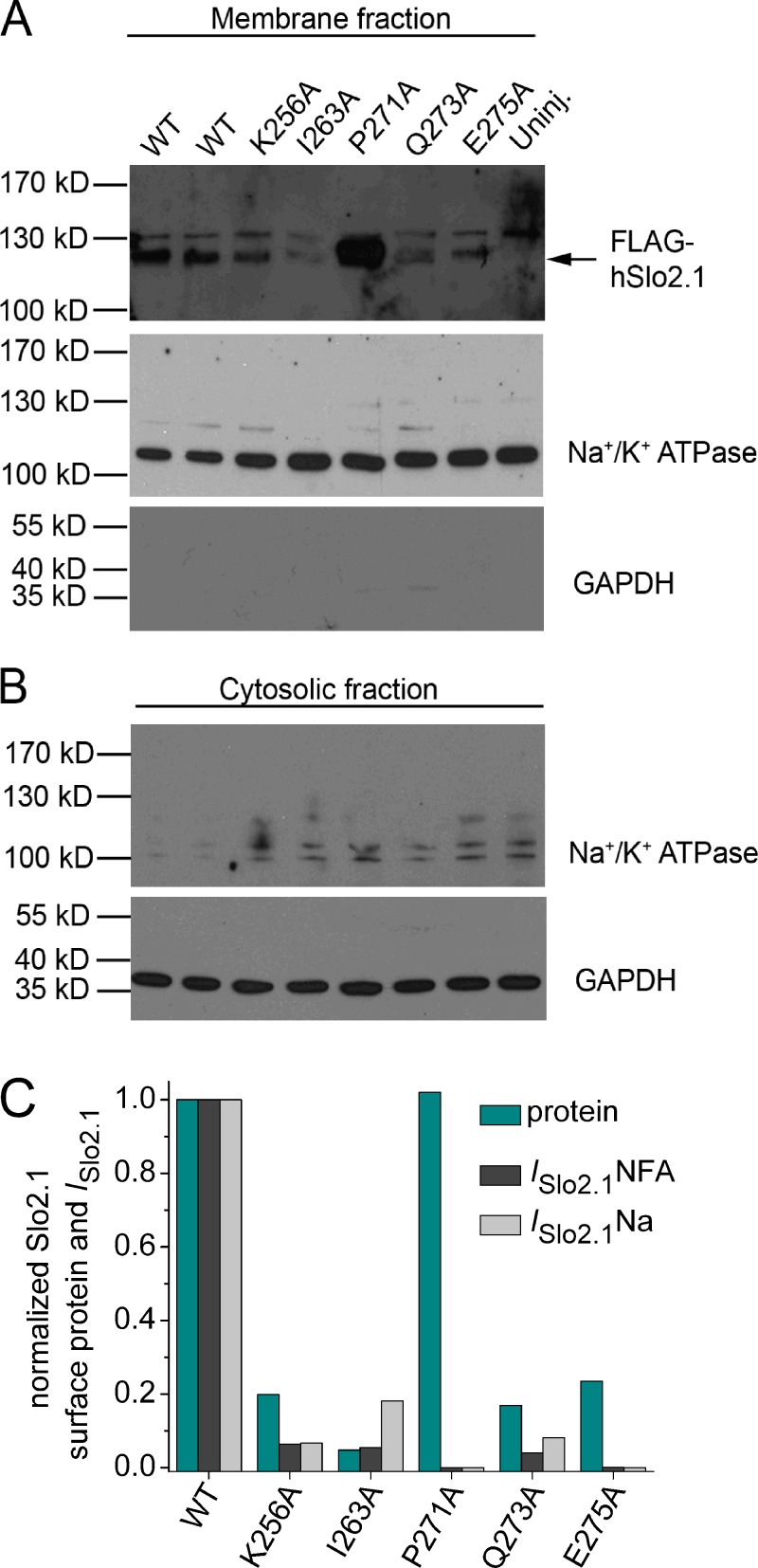 Figure 5.