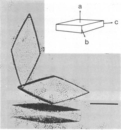 graphic file with name pnas00615-0146-a.jpg