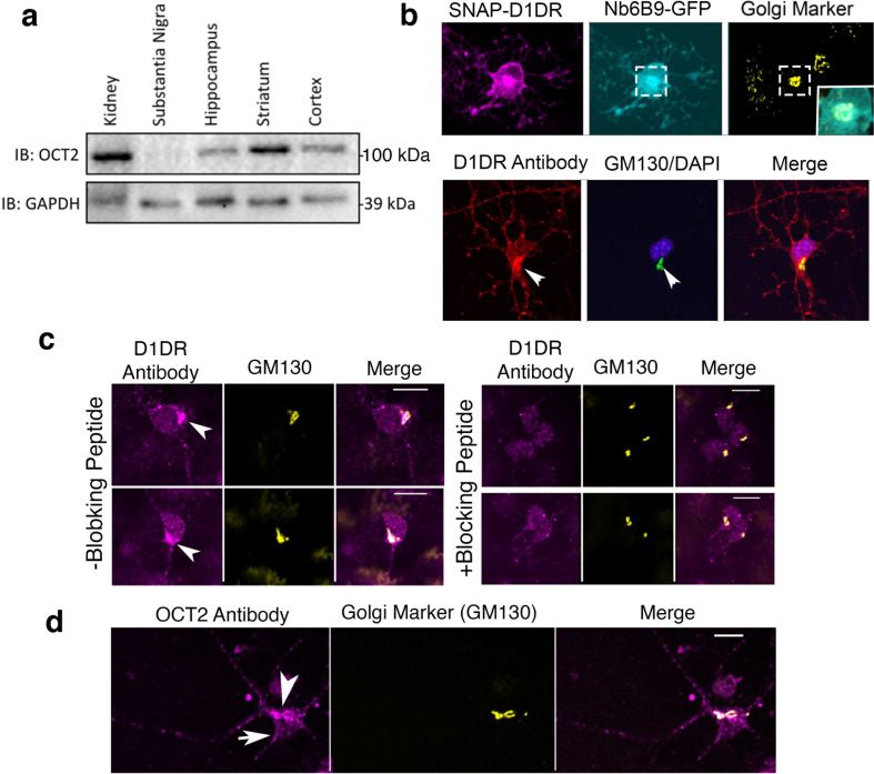 Figure 3—figure supplement 1.