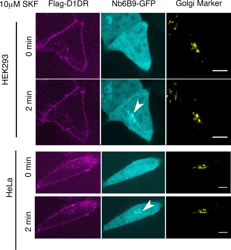 Figure 1—figure supplement 2.