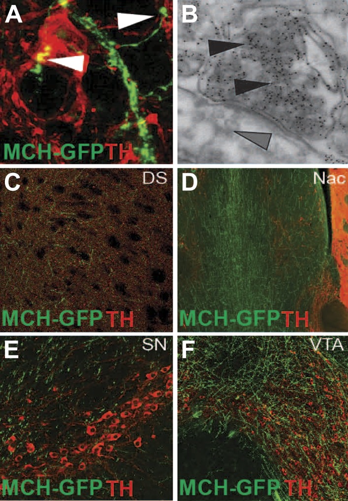 Figure 3—figure supplement 1.