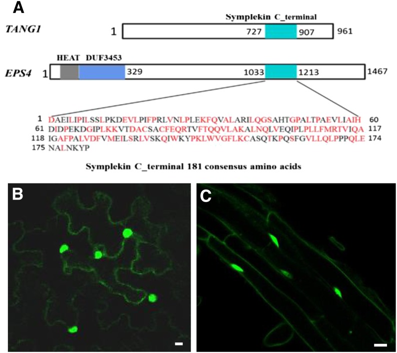 Figure 4.