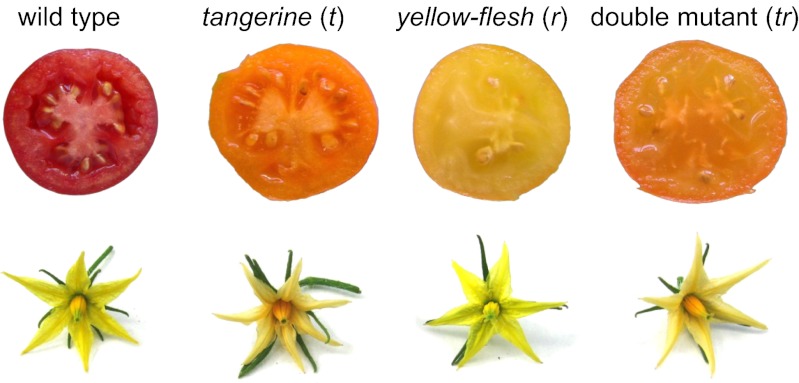 Fig. 2.