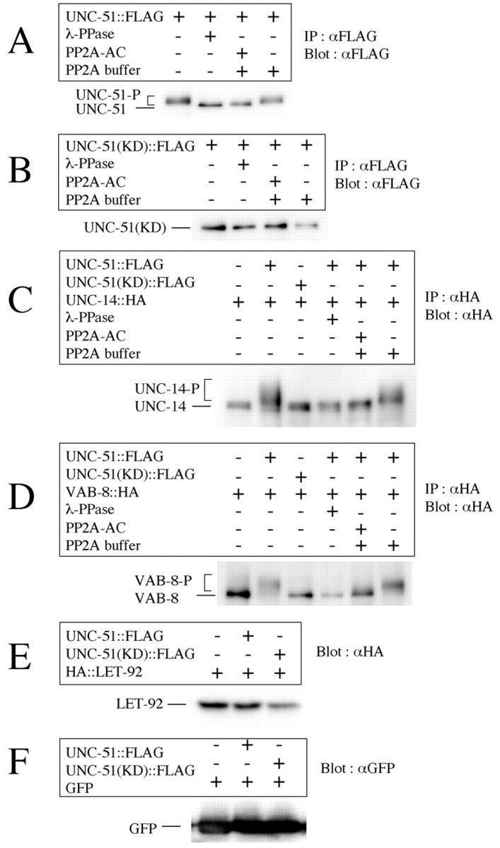 Fig. 9.