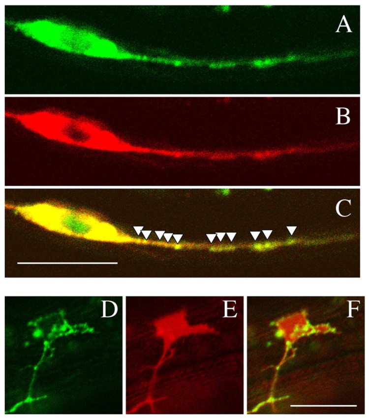 Fig. 10.