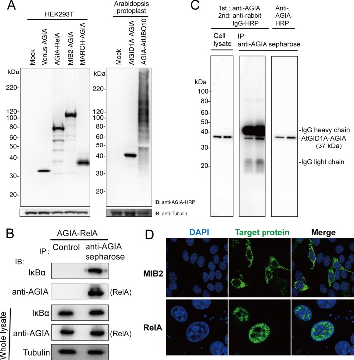 Fig 4