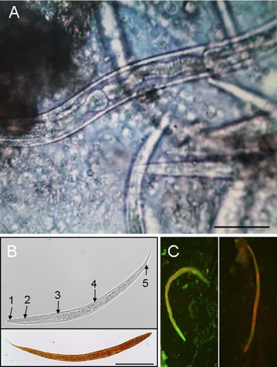 FIG 2