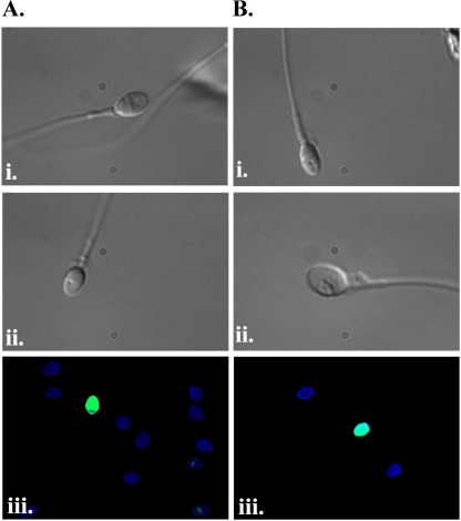 Fig. 3