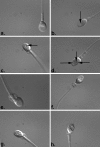 Fig. 2