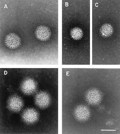 FIG. 7.