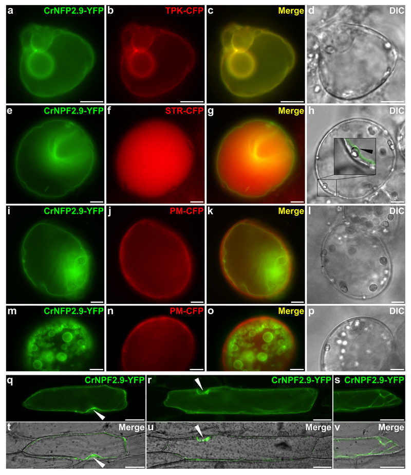 Figure 4