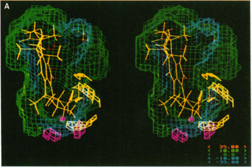 graphic file with name pnas00263-0039-c.jpg