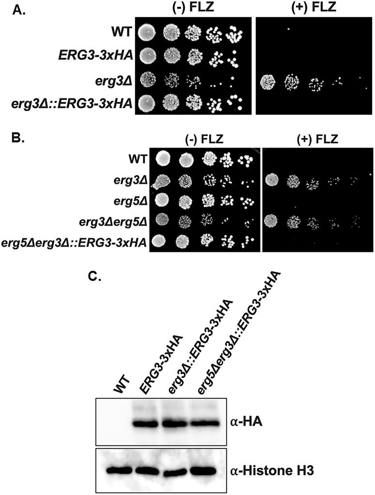 Fig 6