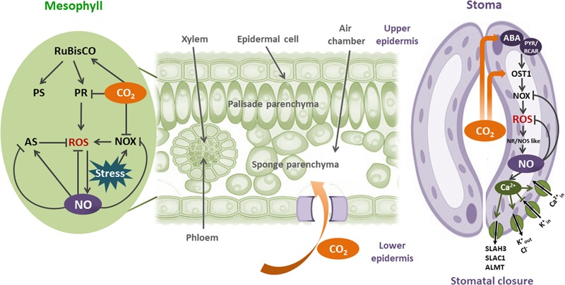 FIGURE 2