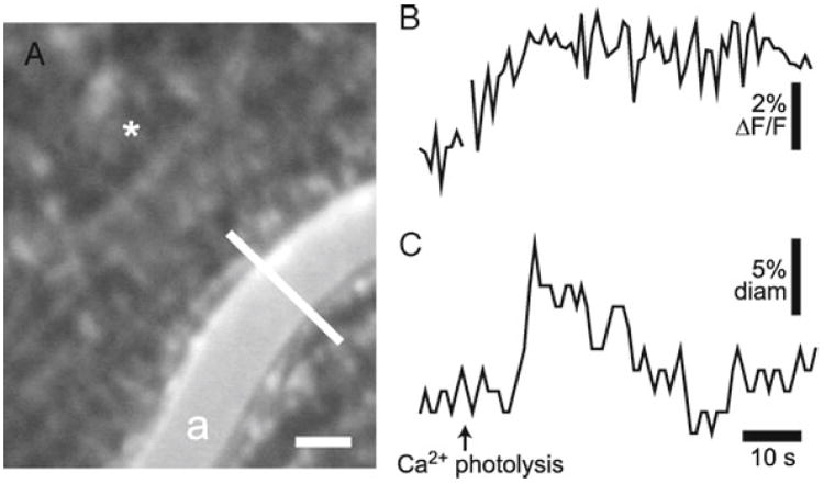 Fig. 6