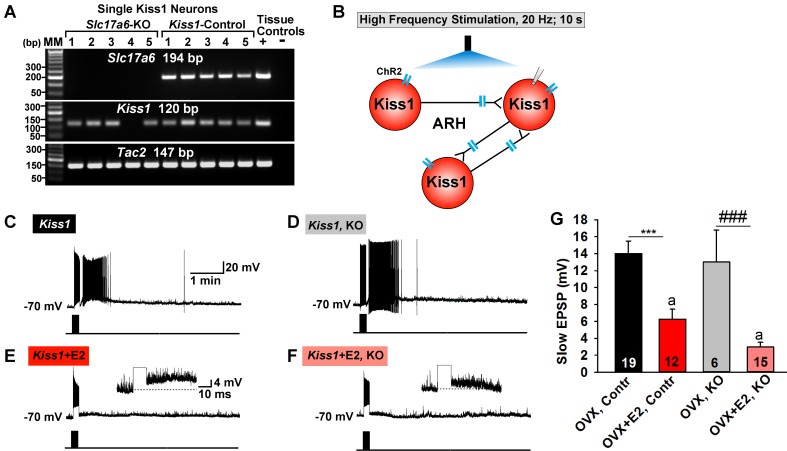 Figure 11.