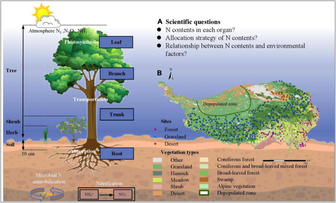 Allometry and Distribution of Nitrogen in Natural Plant Communities of ...