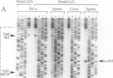 graphic file with name pnas01079-0322-a.jpg