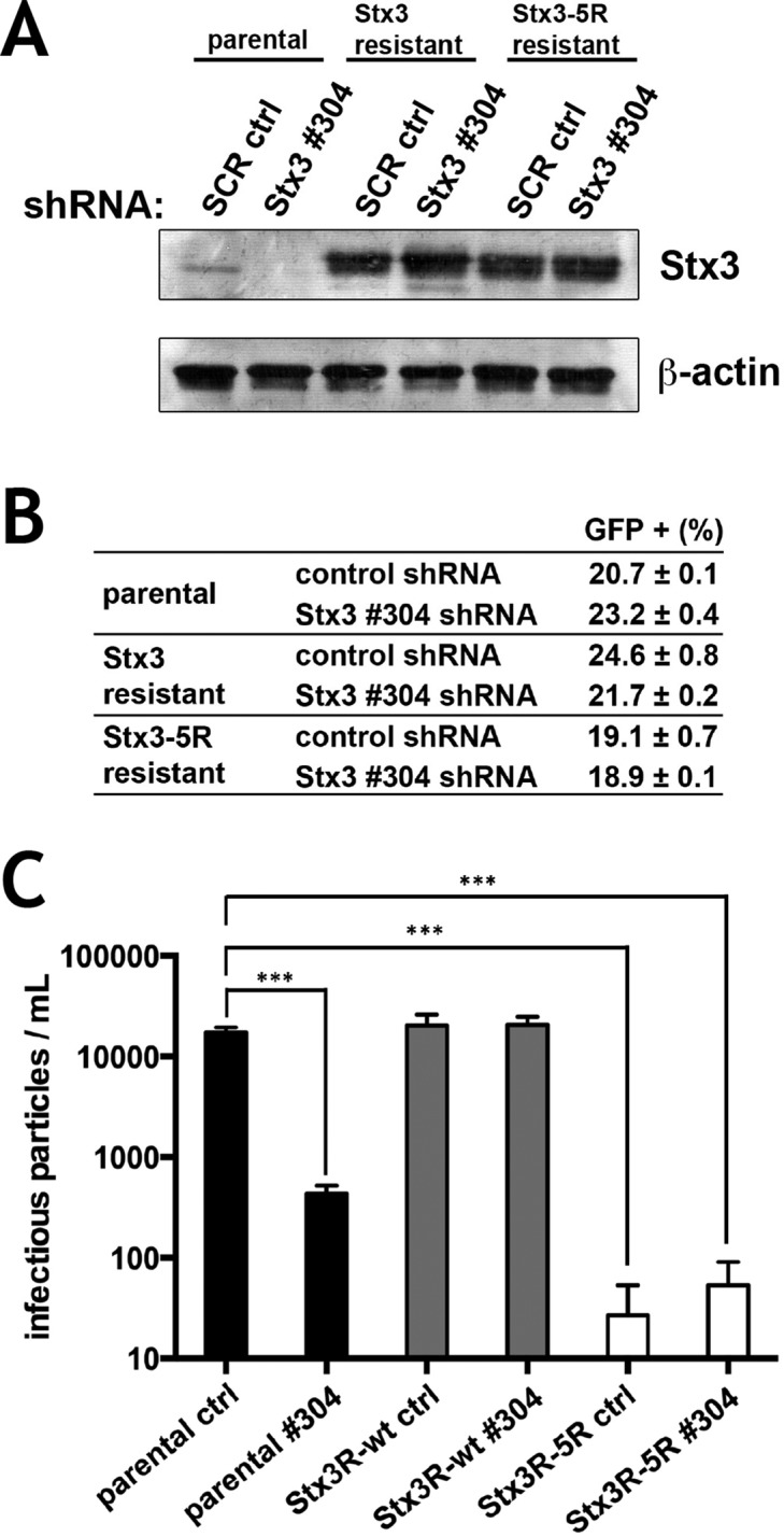 FIGURE 5: