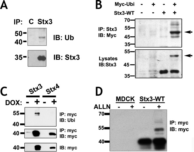 FIGURE 1: