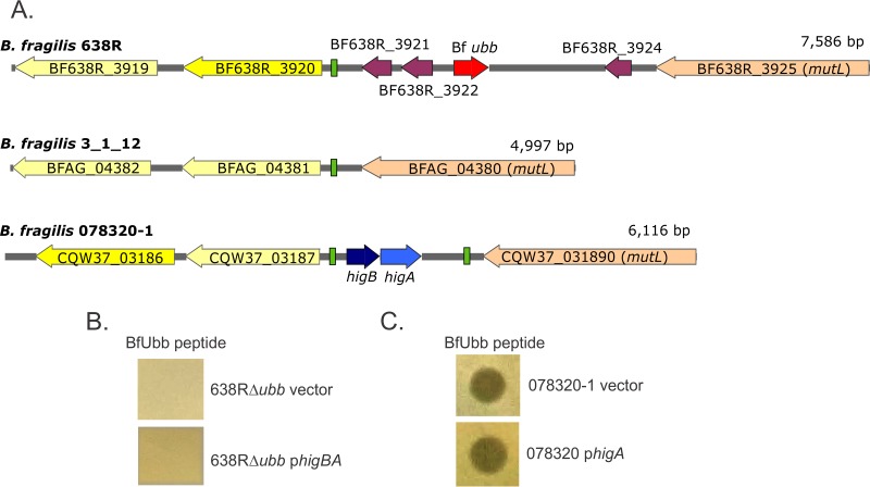 FIG 4 