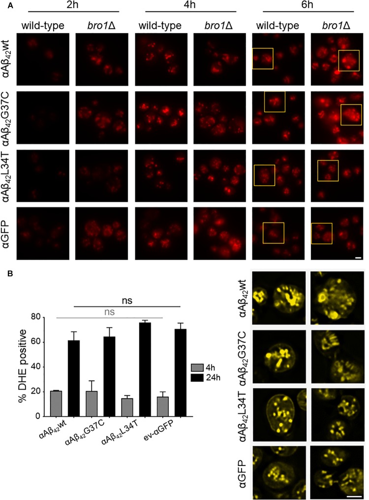 FIGURE 6