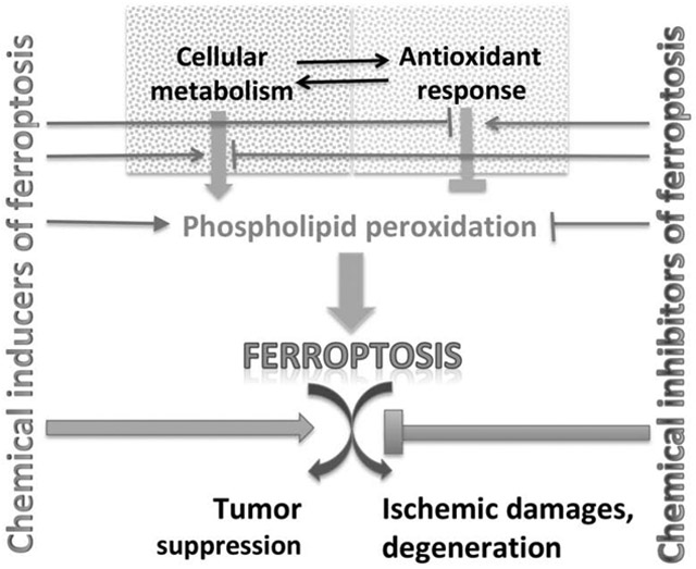 graphic file with name nihms-1578686-f0001.jpg