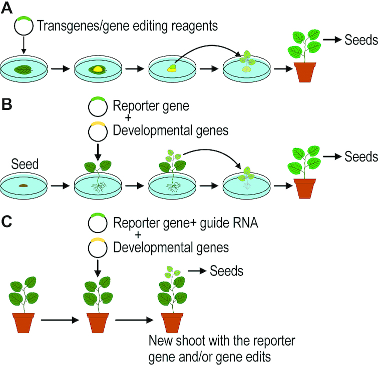 FIGURE 1