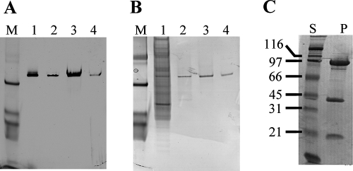 FIG. 1.