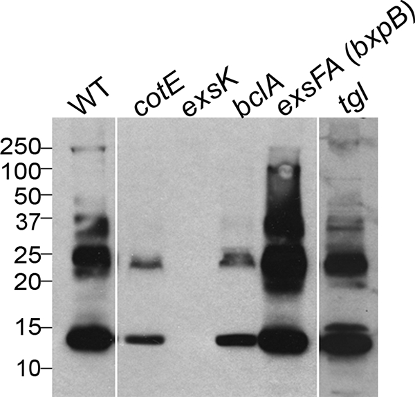 FIG. 5.