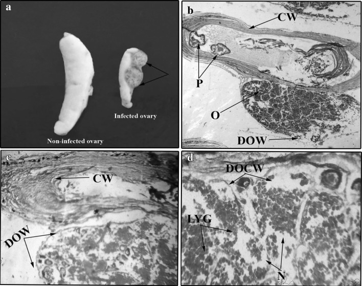 Fig. 5