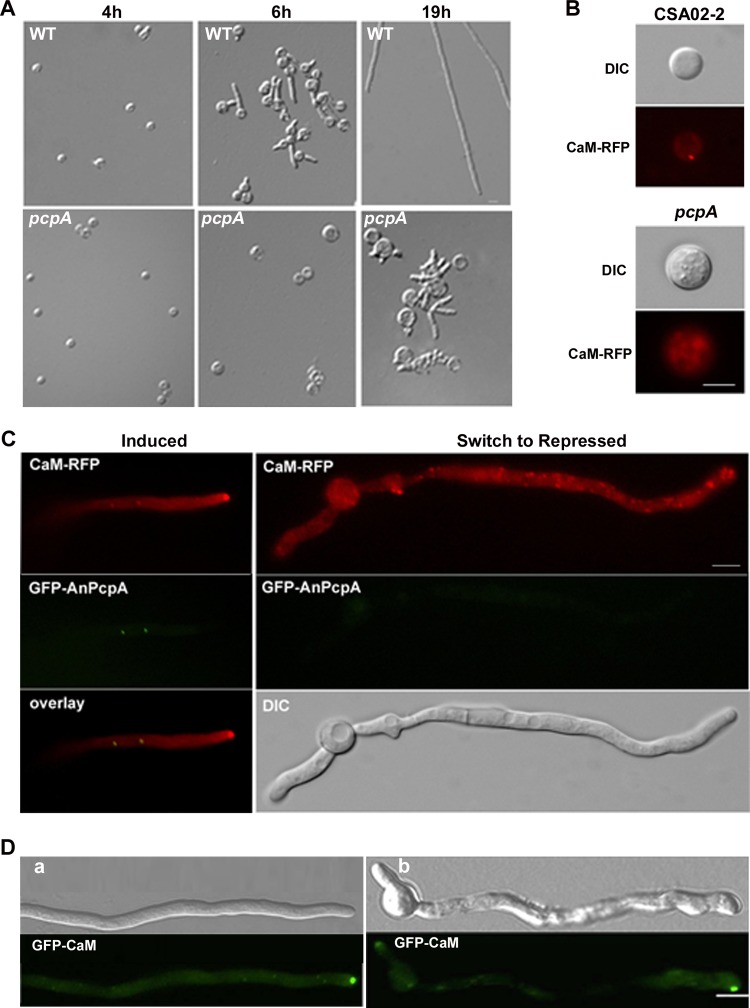 Fig 4