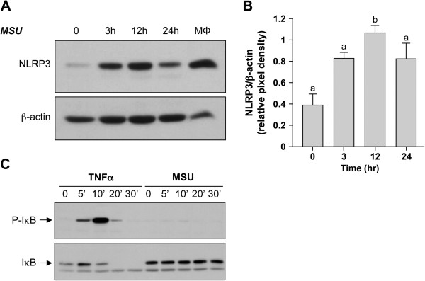 Figure 6