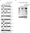 Figure 1—figure supplement 1.