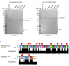 Figure 2—figure supplement 1.