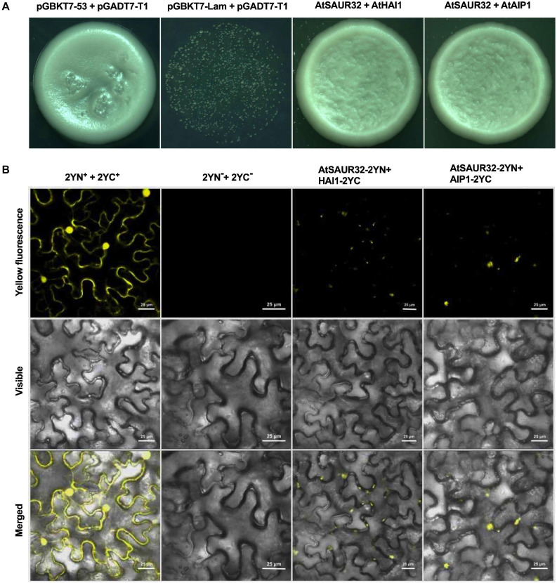 FIGURE 6