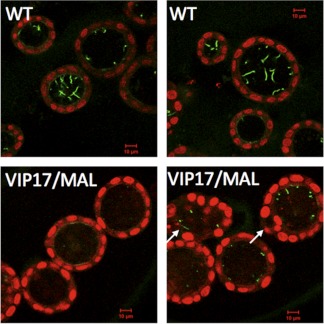 Fig. 6.