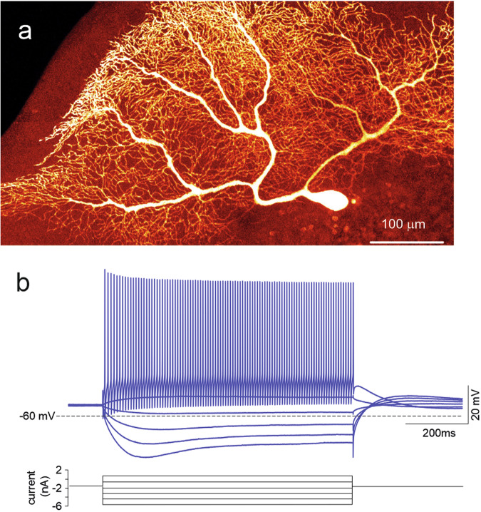 Fig. 1