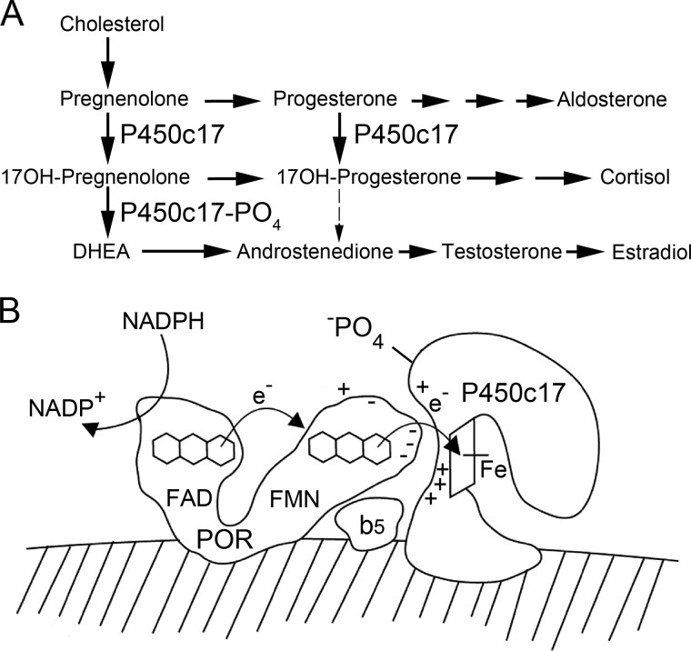 FIGURE 1.