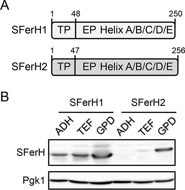 FIG 1