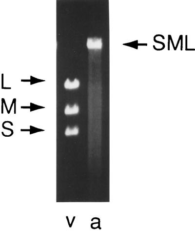 FIG. 13